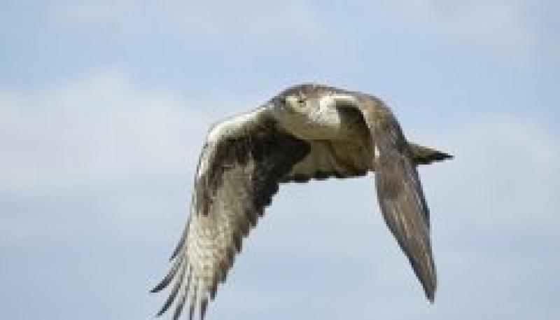 Endesa將獲得24,500歐元以保護鳥類免受電力線的侵害